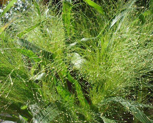 Sārene - Panicum