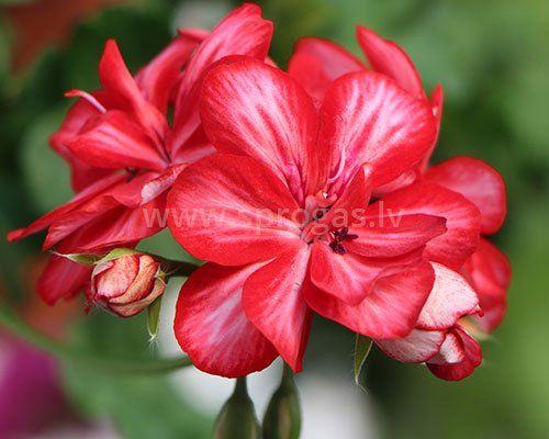 Mexica Ruby
