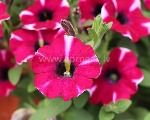 Burgundy Bicolor