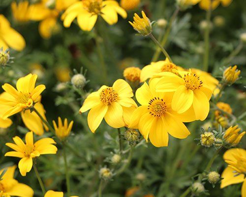 Sunītis - Bidens