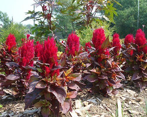 Celozija - Celosia