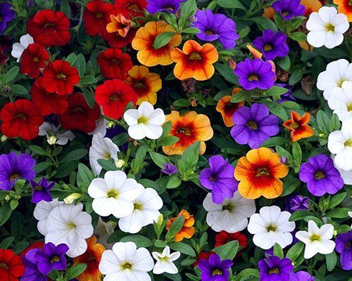 Kalibrahoja - Calibrachoa