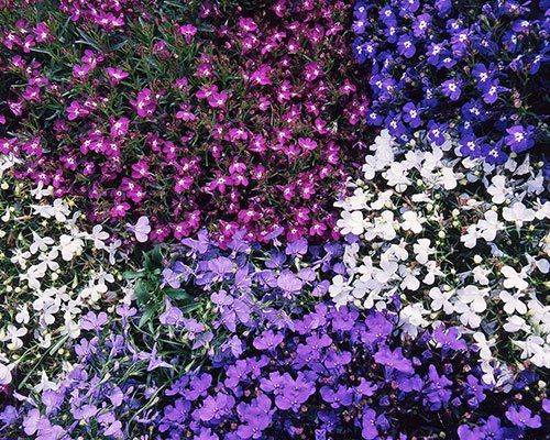 Lobēlijas - Lobelia
