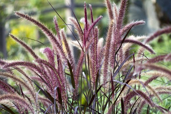 Sarzāle - Pennisetum