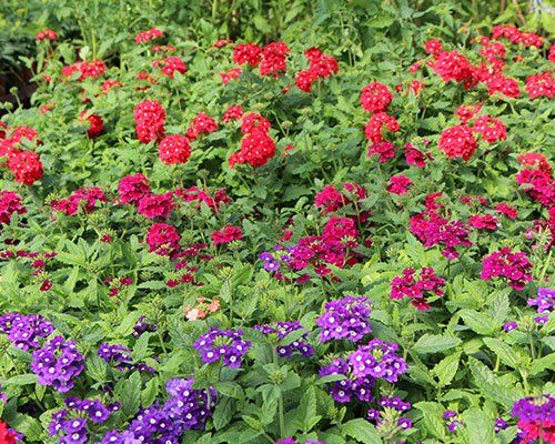 Verbena - Verbena