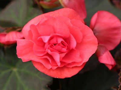 Begonia elatior 'Sunpleasure'- Dižā begonija