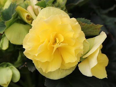 Begonia elatior 'Sunpleasure'- Dižā begonija