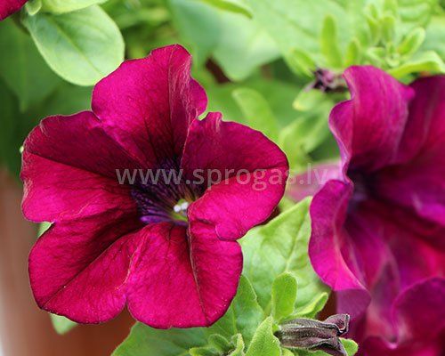 Surfinia Burgundy