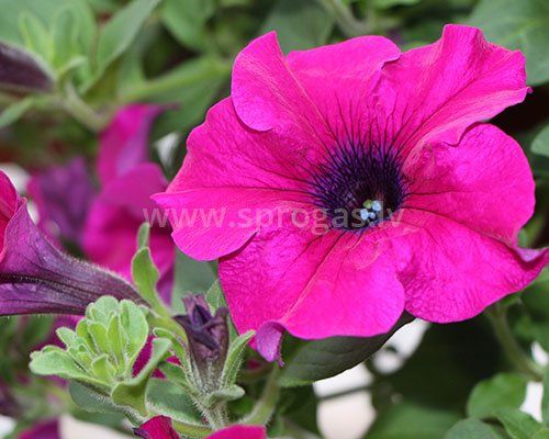 Giant Purple