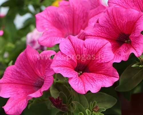 Hot Pink
