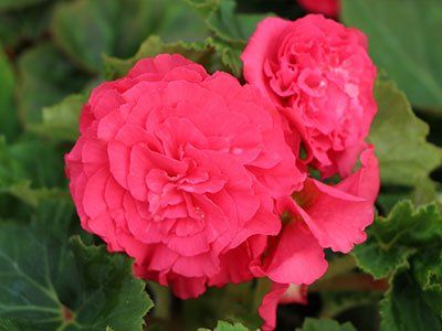 Deep Rose