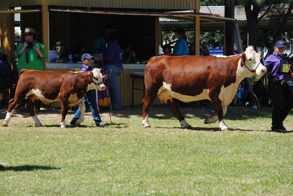 cattle