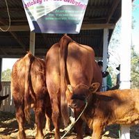 cattle