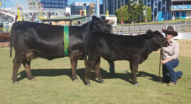cattle