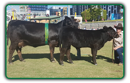 cattle