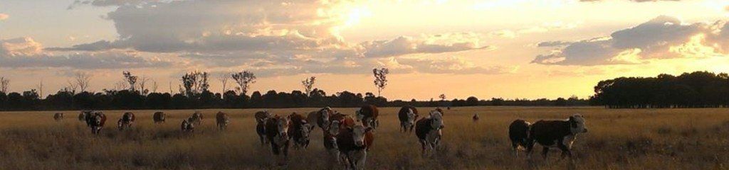 cattle