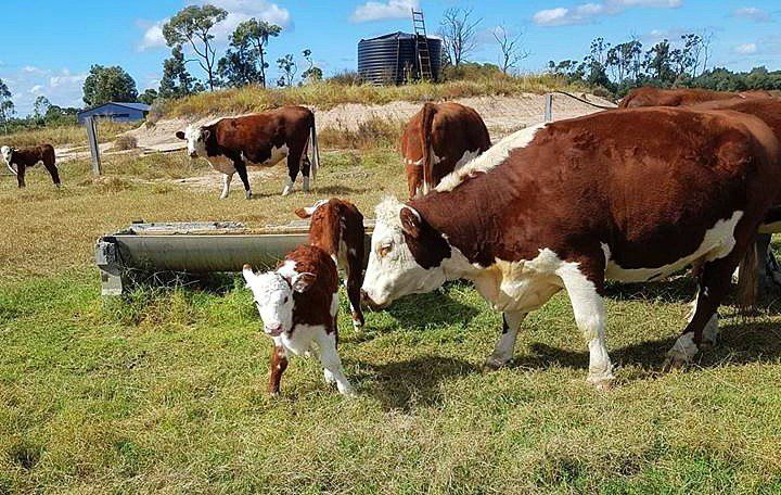 cattle