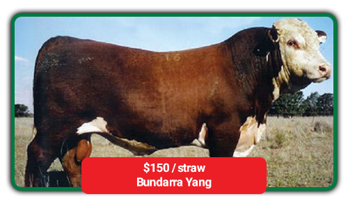 cattle