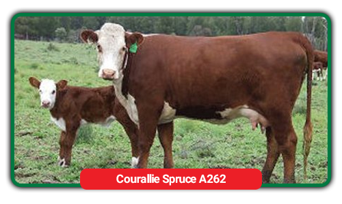 cattle