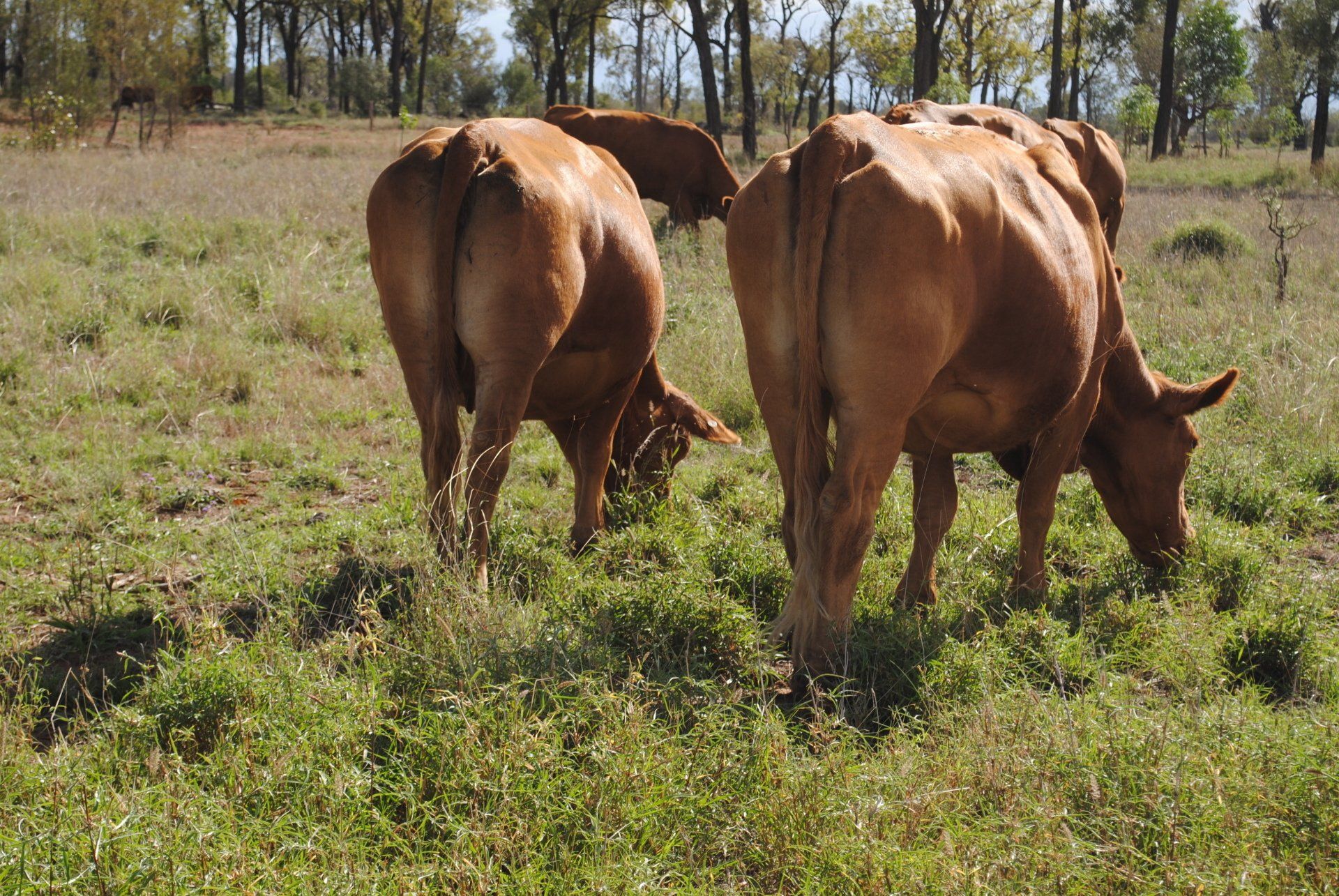 cattle