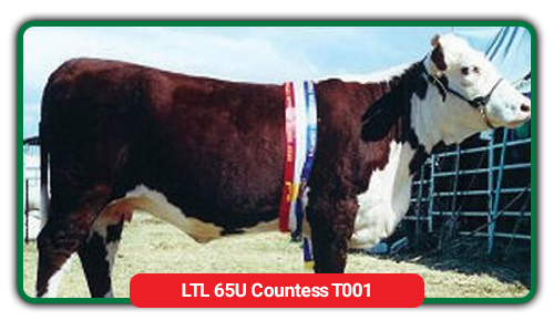 cattle