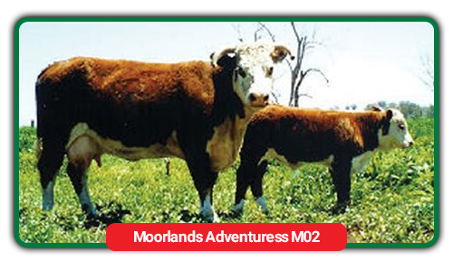 cattle
