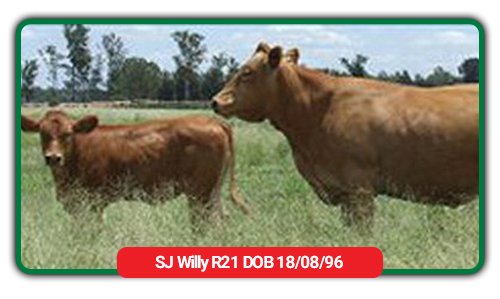 cattle