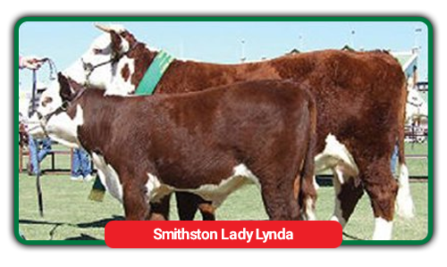 cattle