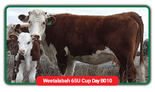 cattle