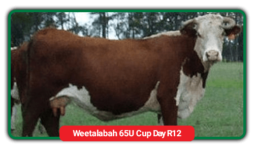 cattle