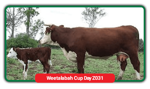 cattle