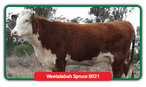 cattle