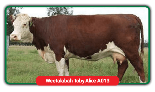 cattle