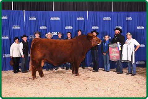 bull