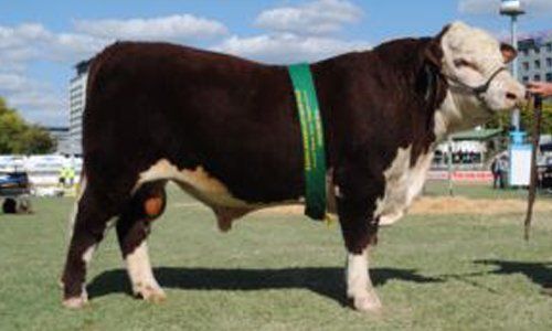 cattle
