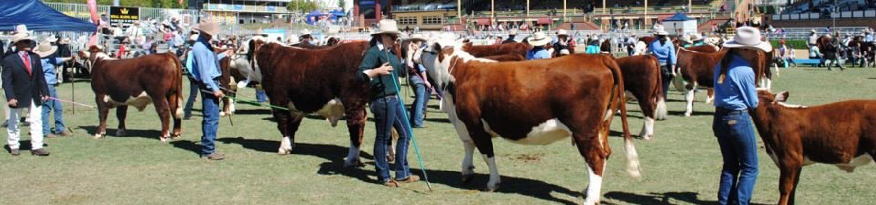 cattle at ekka