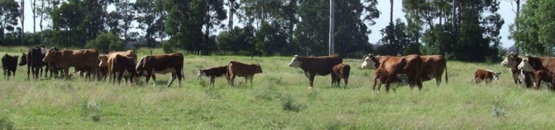 cattle