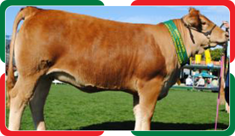 cattle