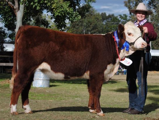 cattle with coach