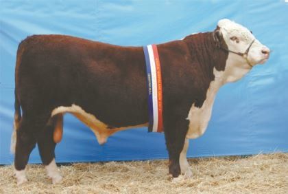 cattle