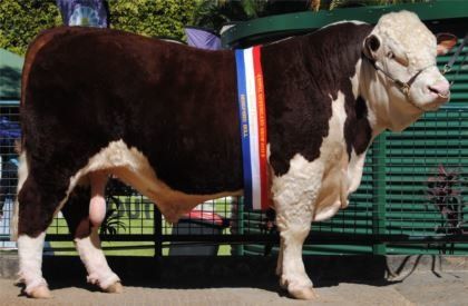 cattle