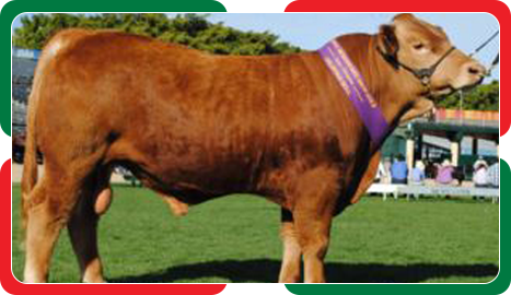 cattle