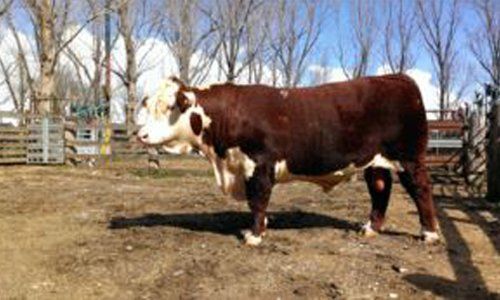 cattle