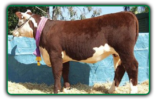 cattle
