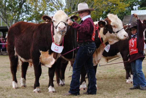 cattle with coach
