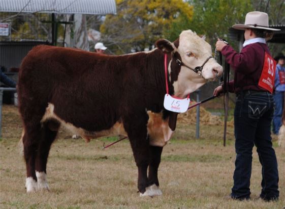 cattle with coach