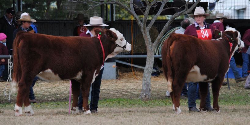 cattle with coach