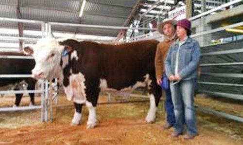 cattle with coach
