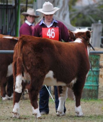 cattle with coach
