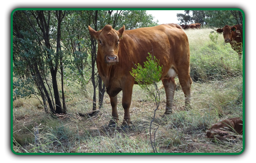 cattle
